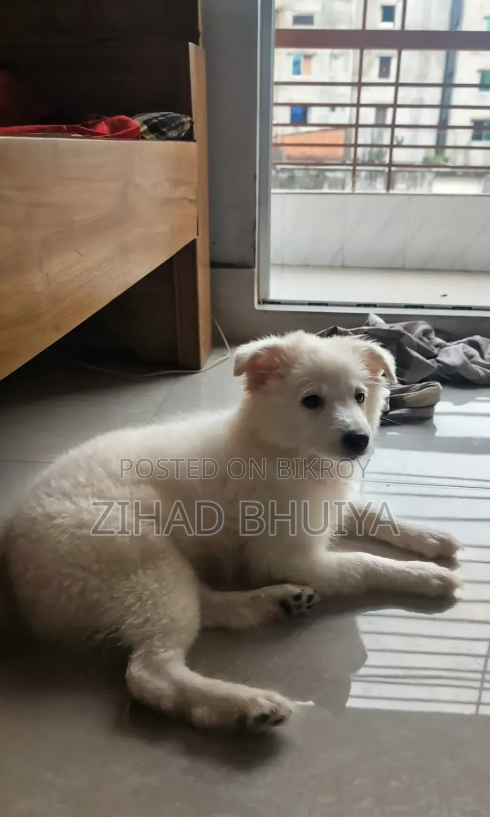 1-3 Months Female Purebred Finnish Spitz
