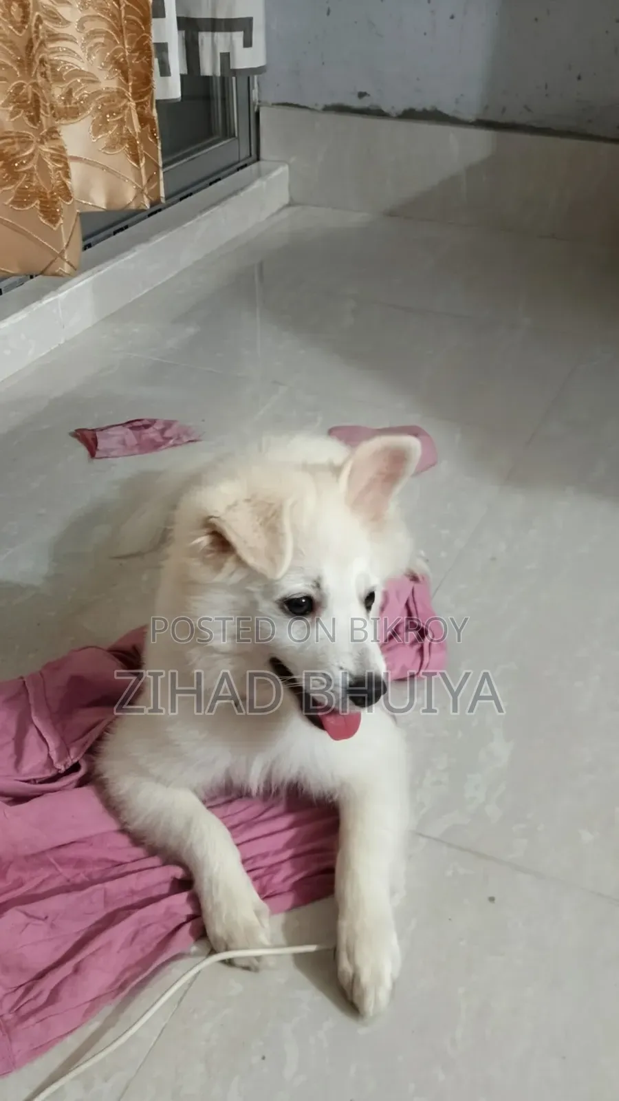 1-3 Months Female Purebred Finnish Spitz