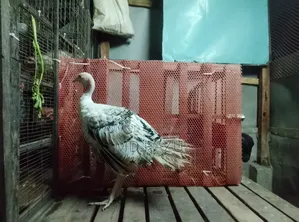 2 Pieces Turkey Chicken