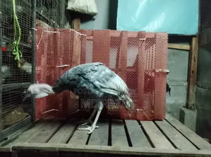2 Pieces Turkey Chicken