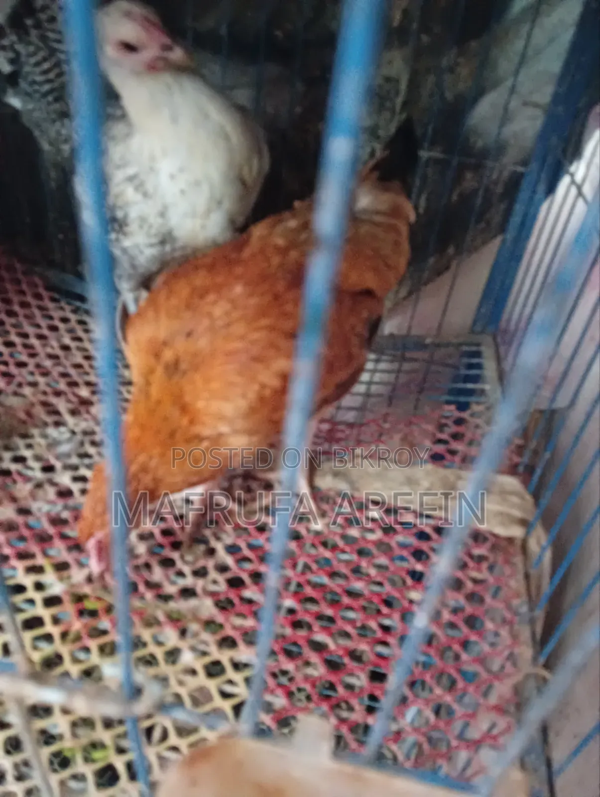 Chicken for sale