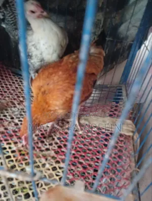 Chicken for sale