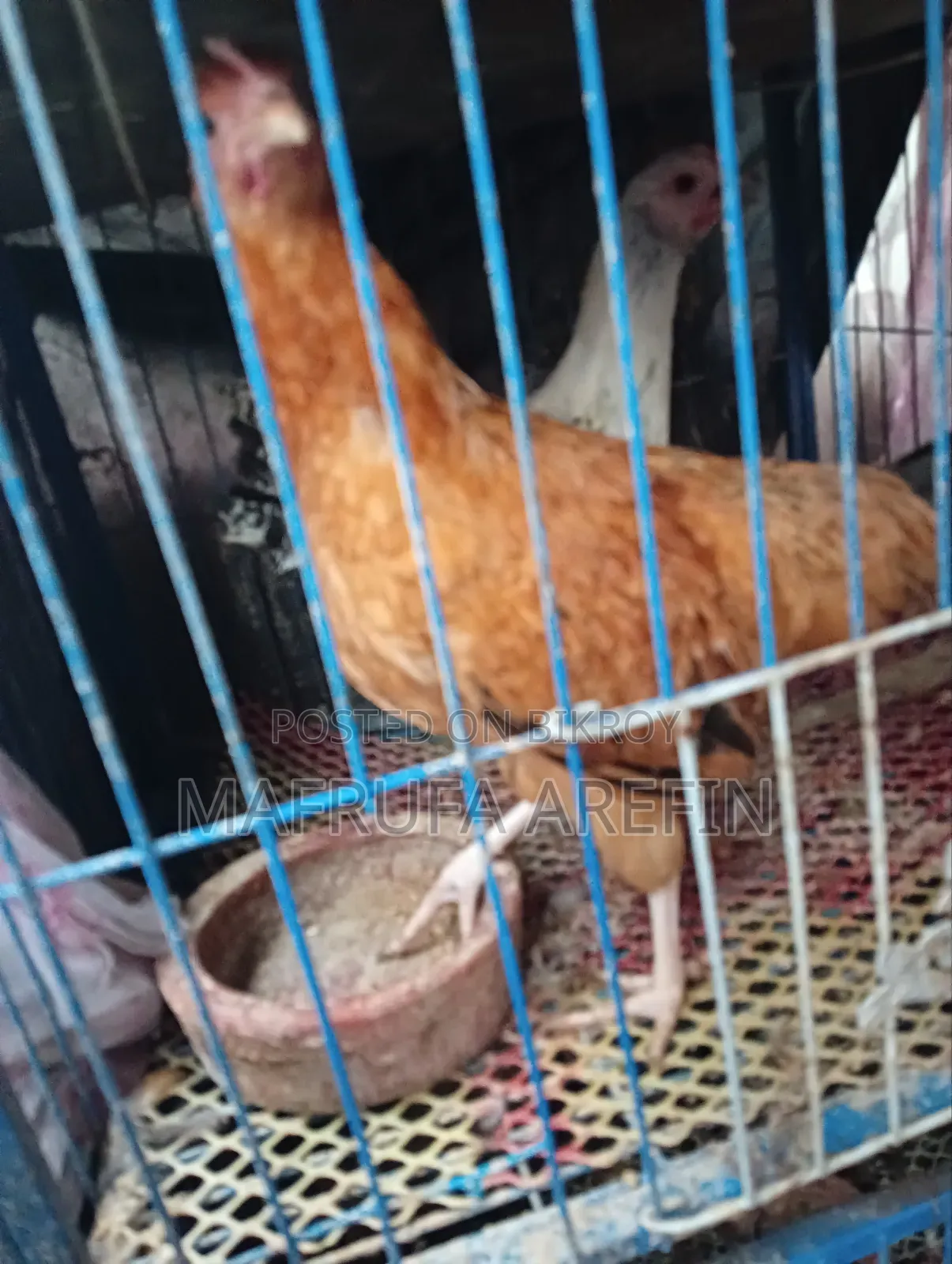 Chicken for sale
