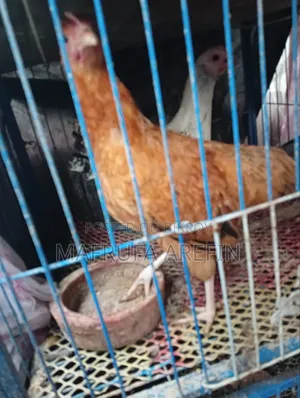 Chicken for sale
