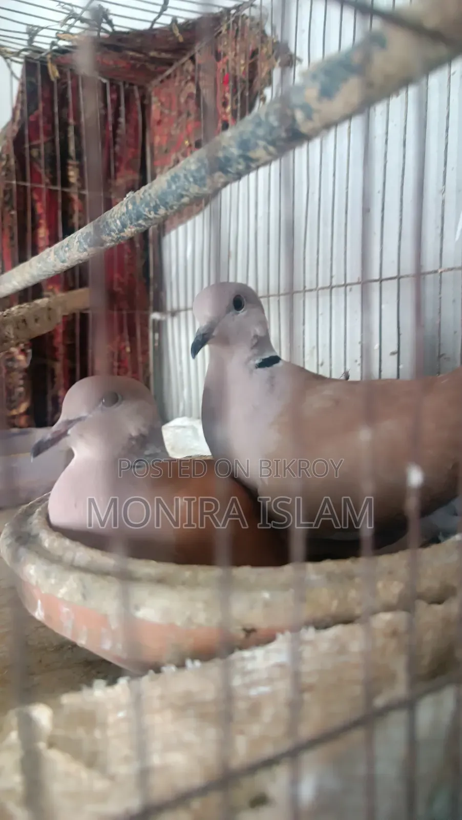 Dove birds for sale, running pair