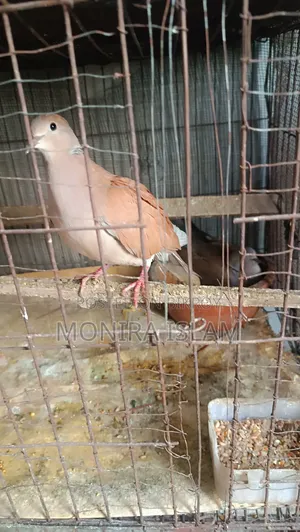 Dove birds for sale, running pair