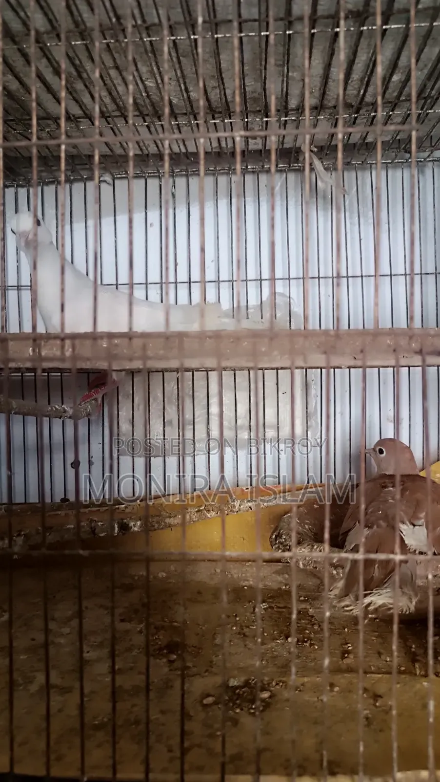 Dove birds for sale, running pair