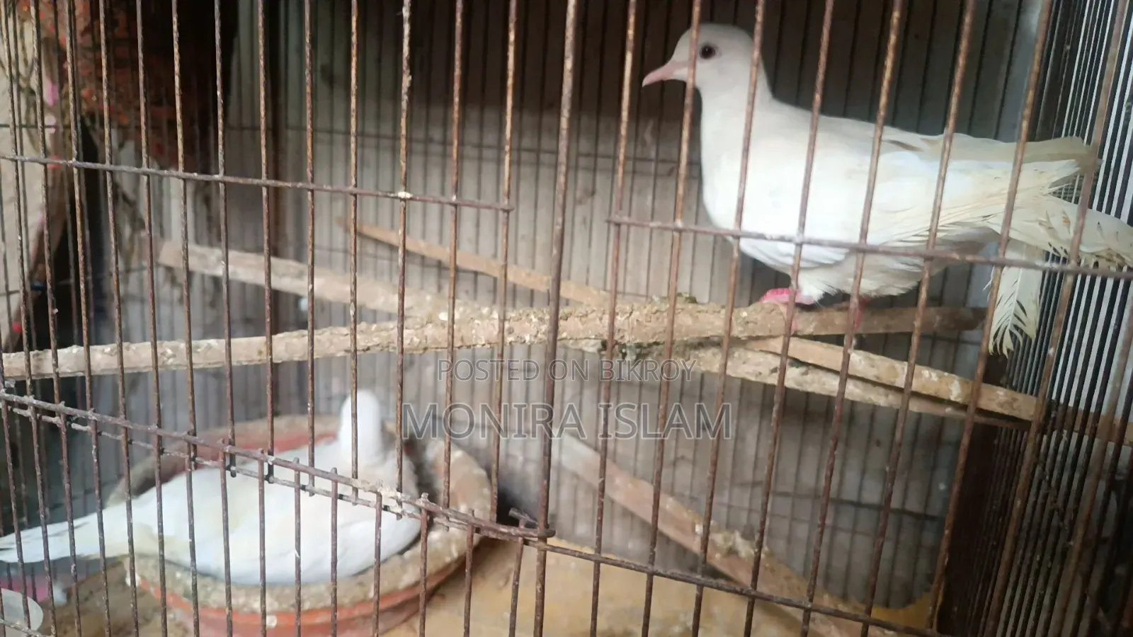 Dove birds for sale, running pair