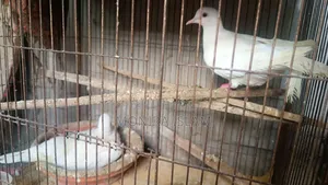 Dove birds for sale, running pair