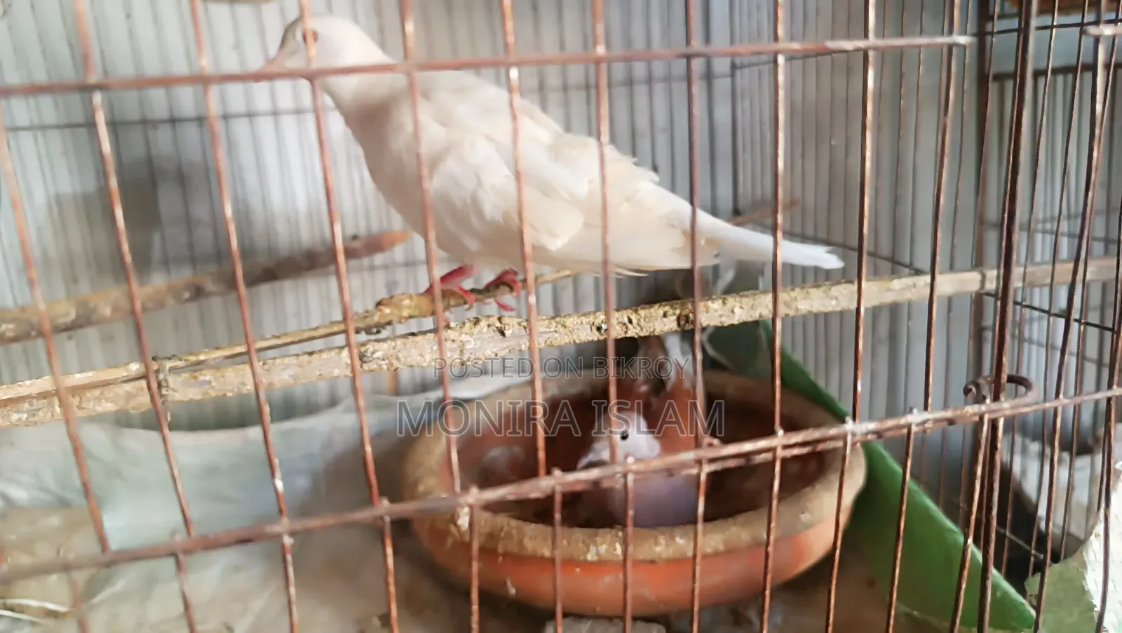 Dove birds for sale, running pair