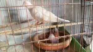 Dove birds for sale, running pair