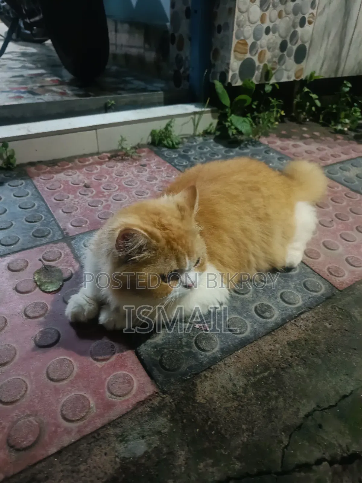 6-12 months Female Purebred Persian