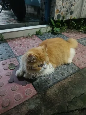 6-12 months Female Purebred Persian