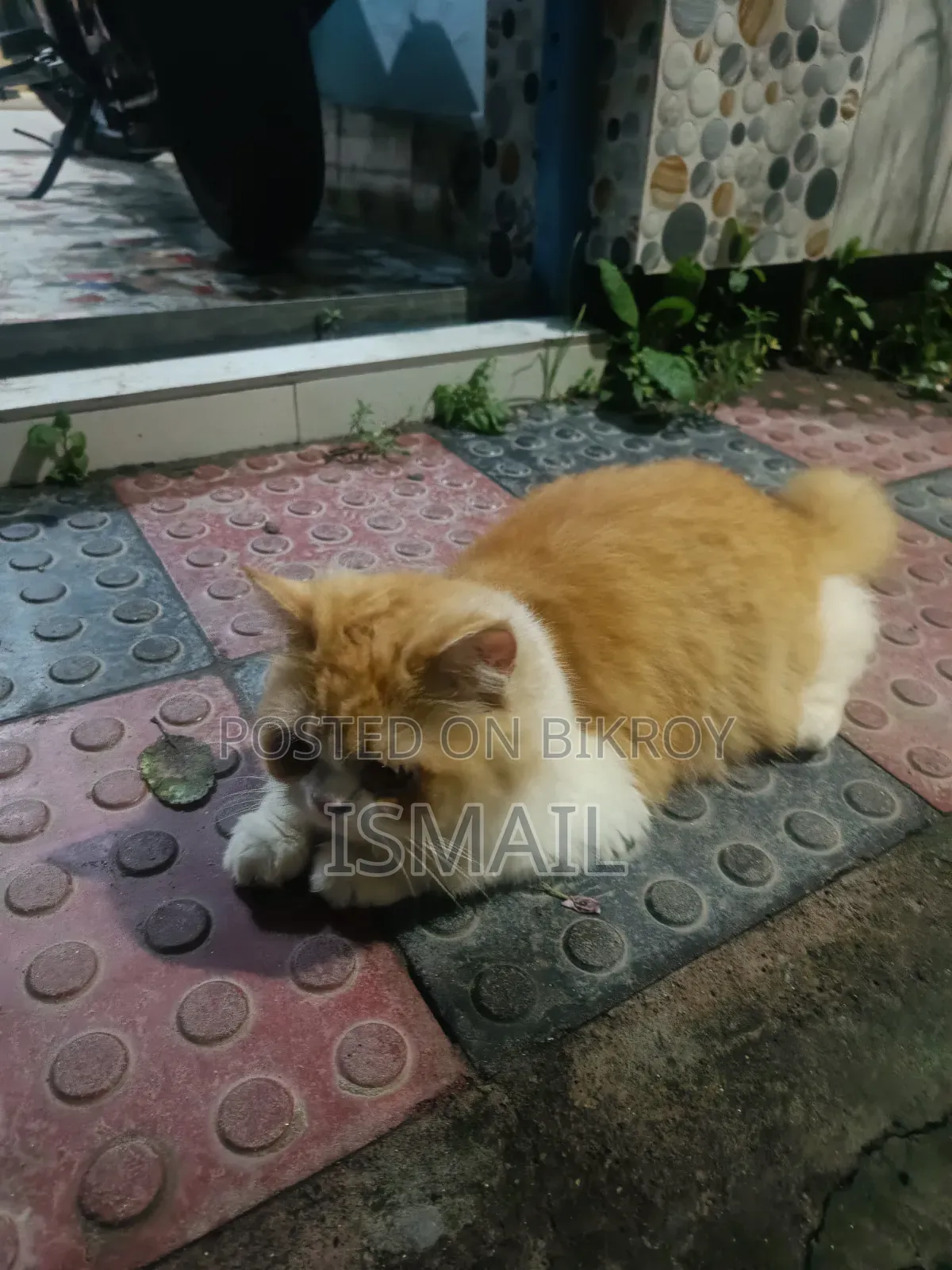 6-12 months Female Purebred Persian