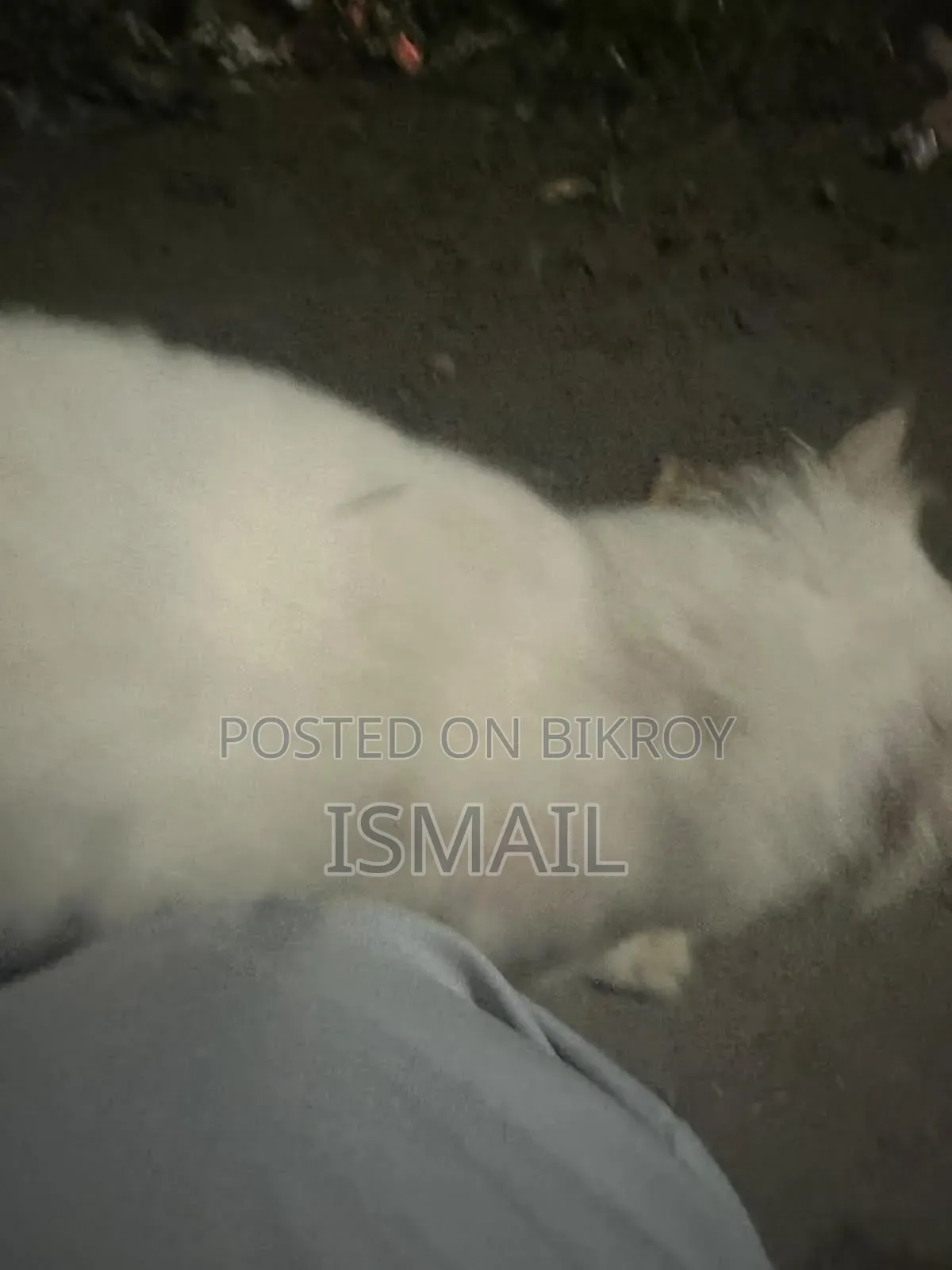 6-12 months Female Purebred Persian