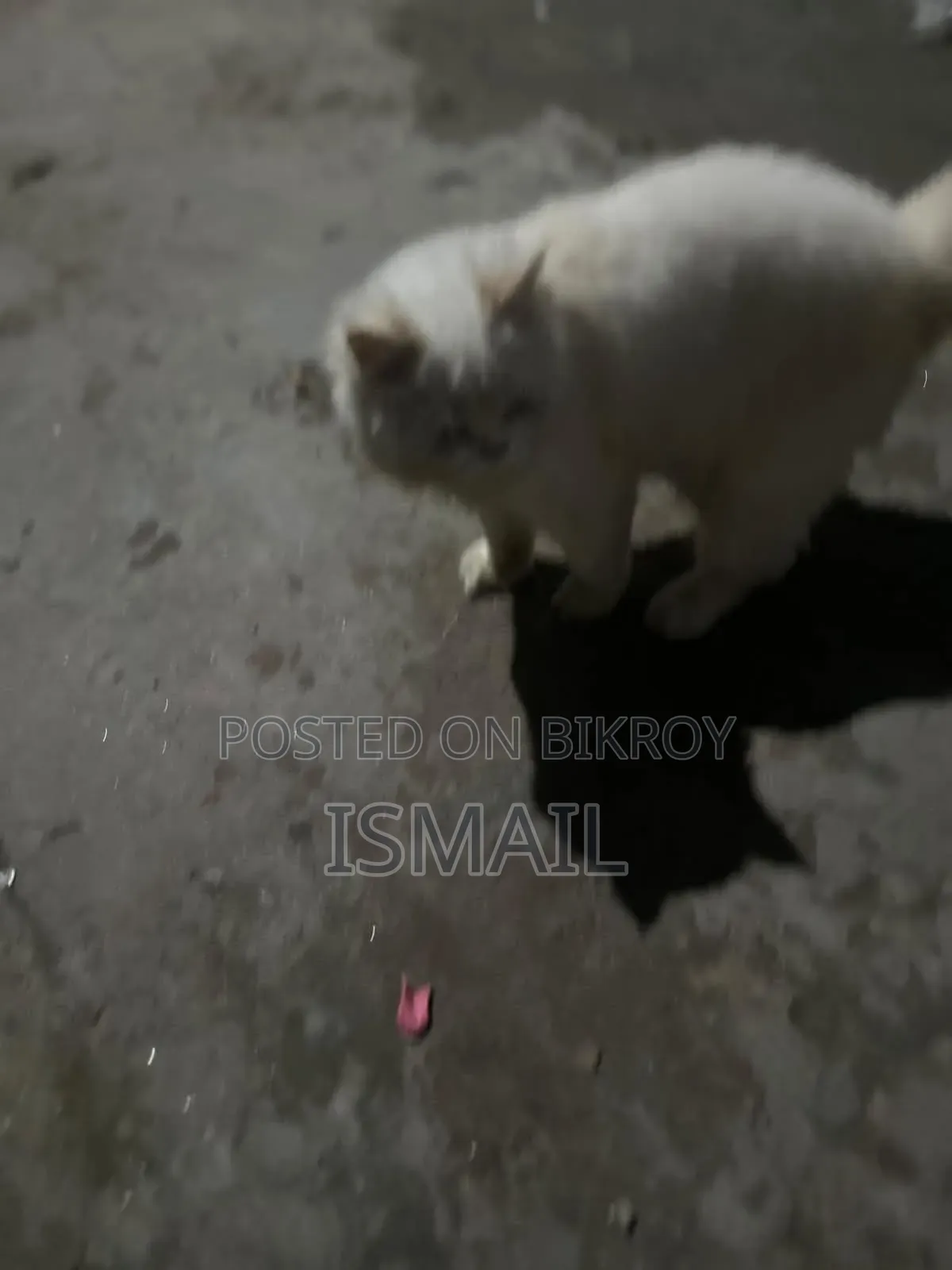 6-12 months Female Purebred Persian