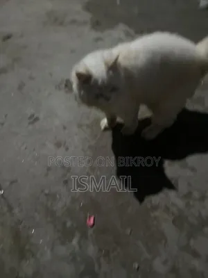 6-12 months Female Purebred Persian