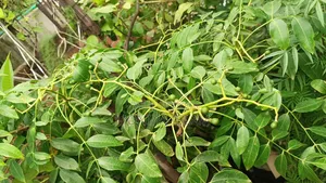 আমড়া গাছ ফুল ফল সেট করা গাছ