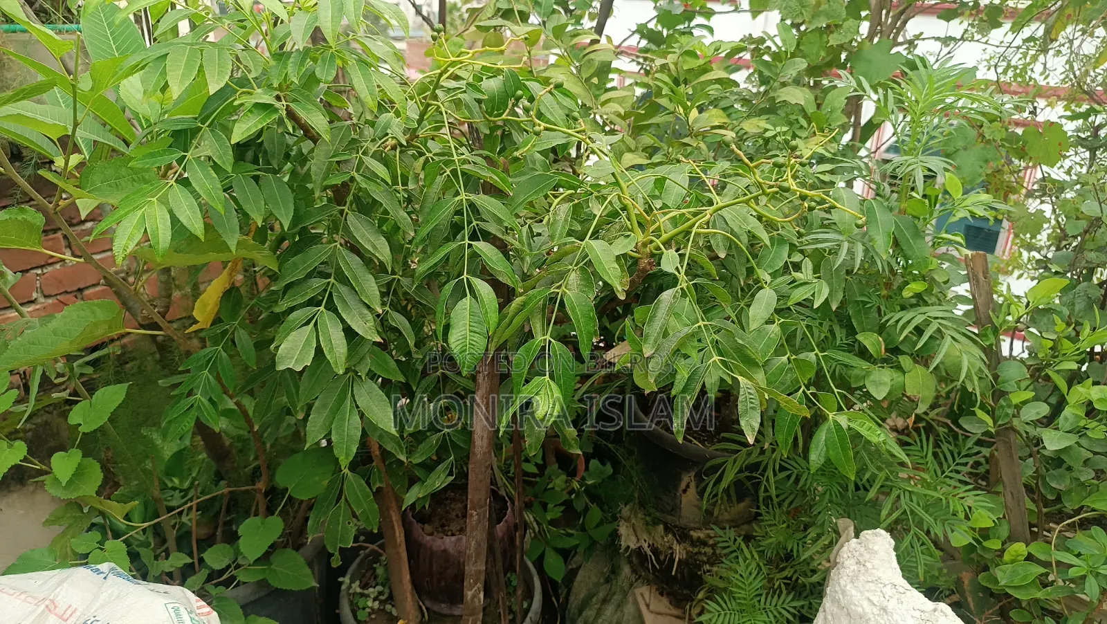 Hog plum tree with flowers and fruits