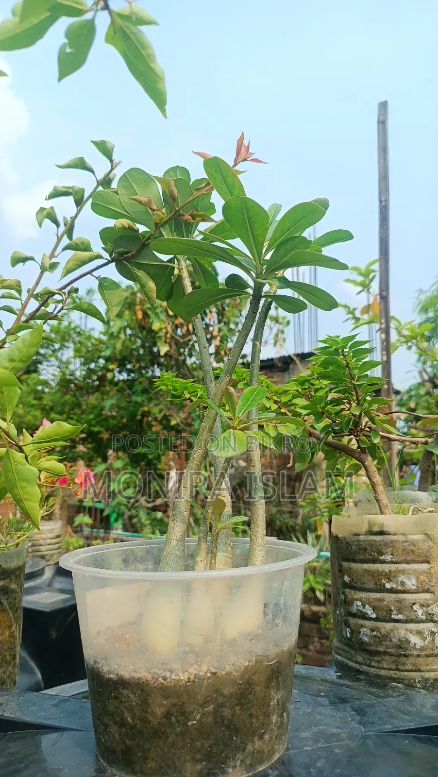 Hog plum tree with flowers and fruits