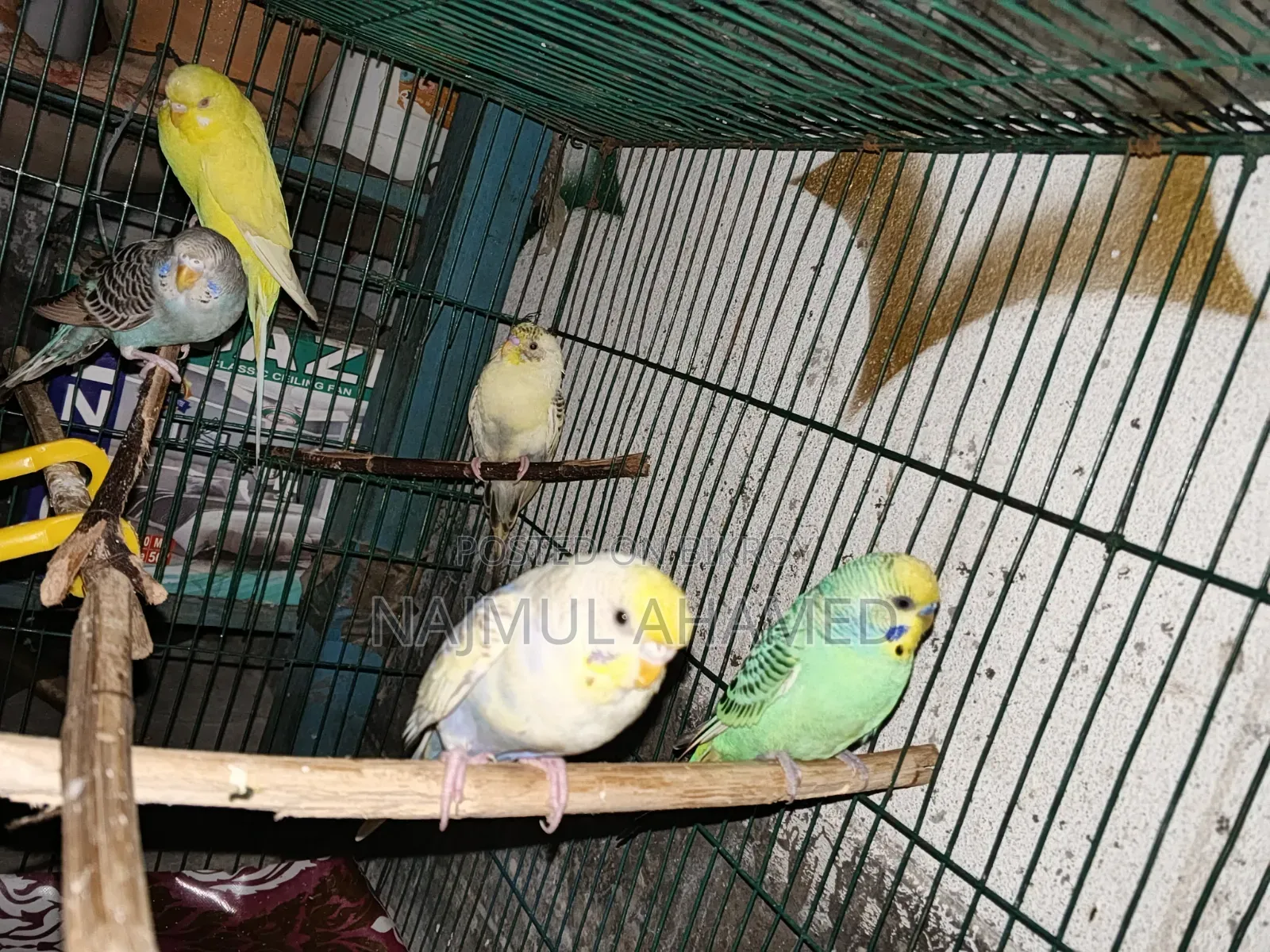 A pair of Racing Bajigar pigeons. And some chicks and some adults