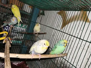 A pair of Racing Bajigar pigeons. And some chicks and some adults