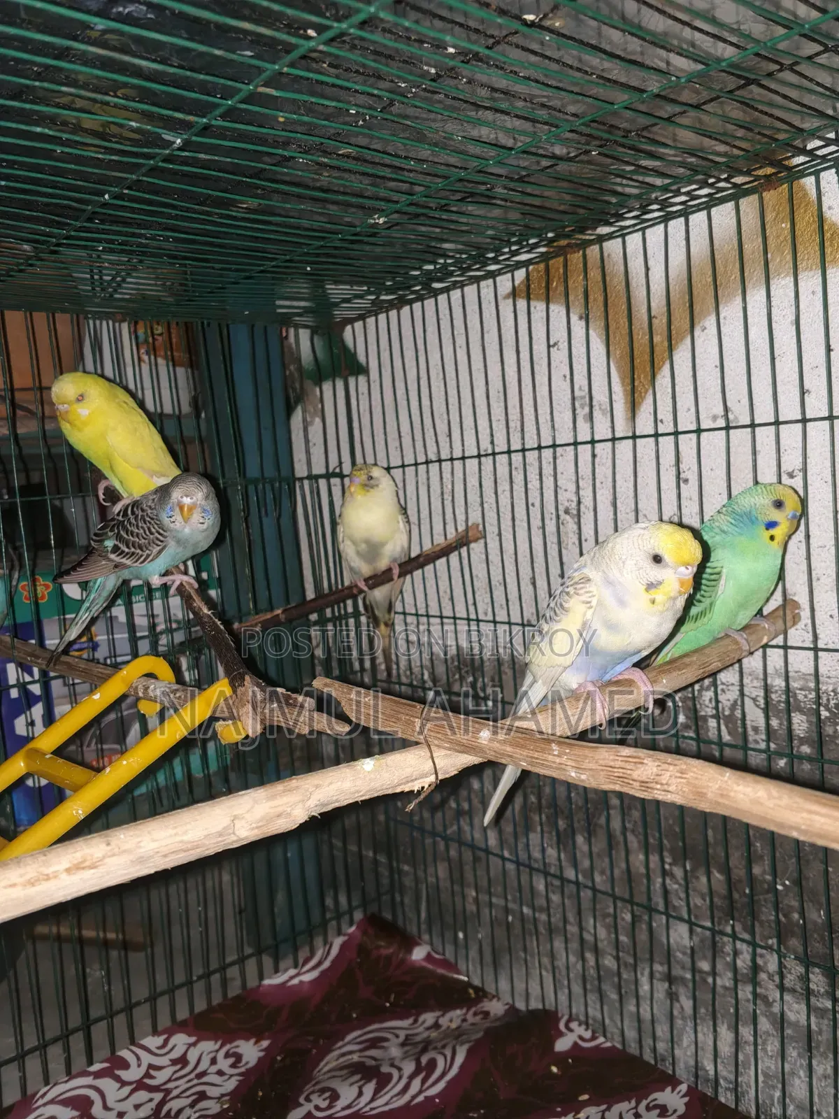 A pair of Racing Bajigar pigeons. And some chicks and some adults