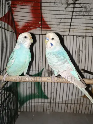 A pair of Racing Bajigar pigeons. And some chicks and some adults