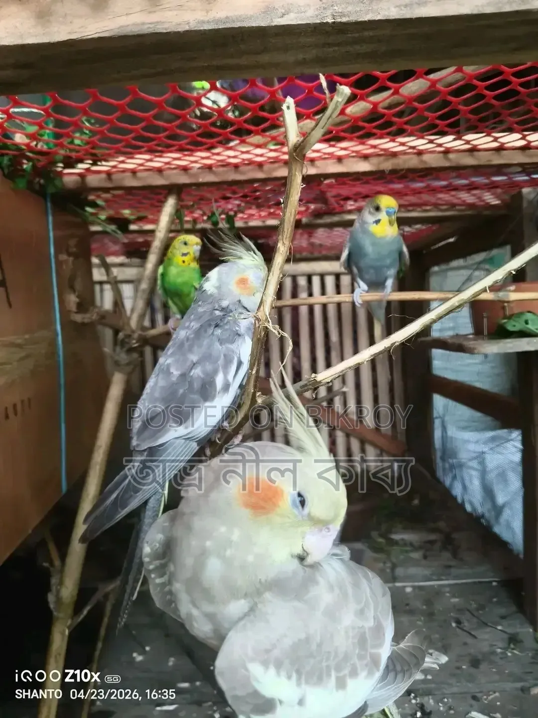 Need a tame Budgie / Cockatiel.
