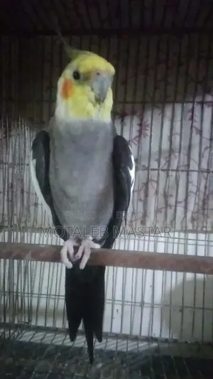 Cockatiel Grey Male