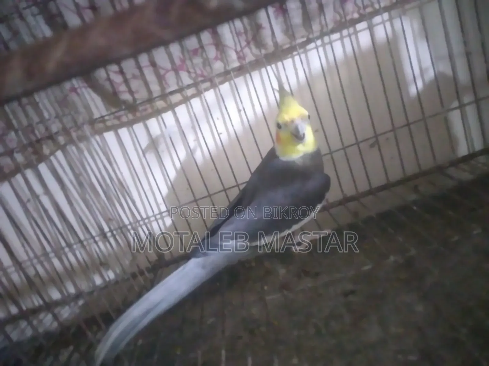 Cockatiel Grey Male