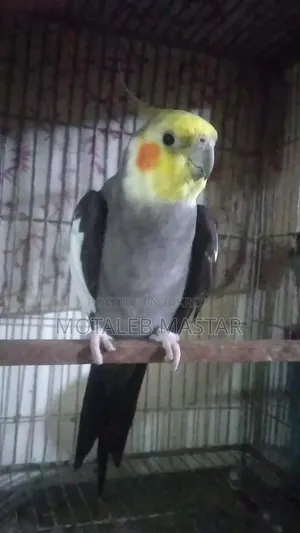 Cockatiel Grey Male