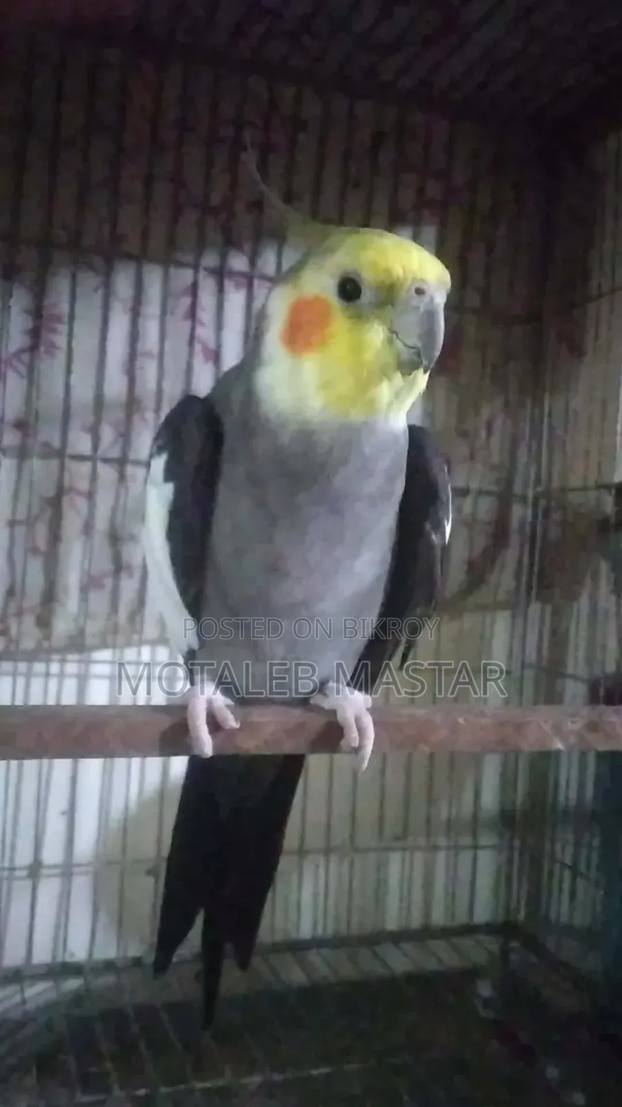 Cockatiel Grey Male