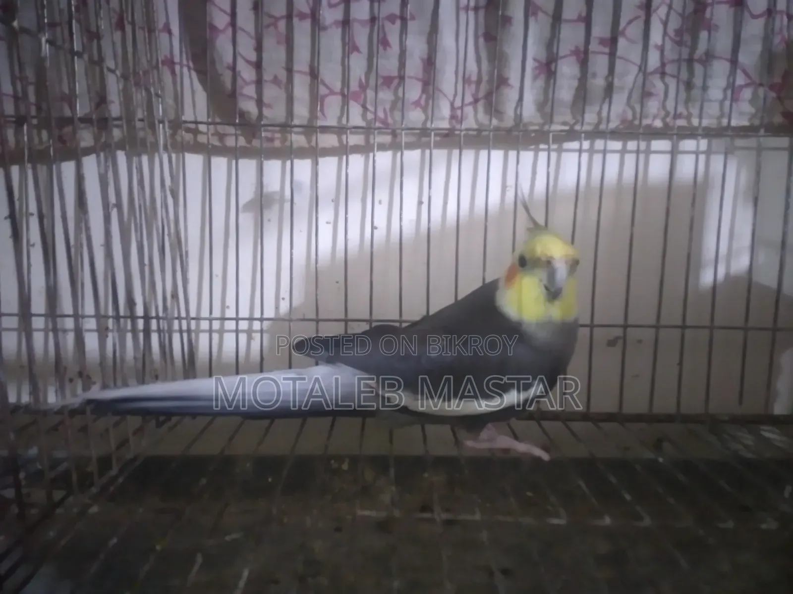 Cockatiel Grey Male