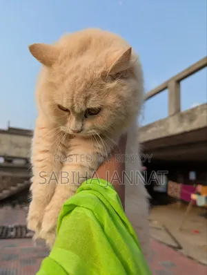 6-12 months Female Purebred Persian