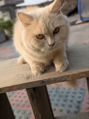 6-12 months Female Purebred Persian
