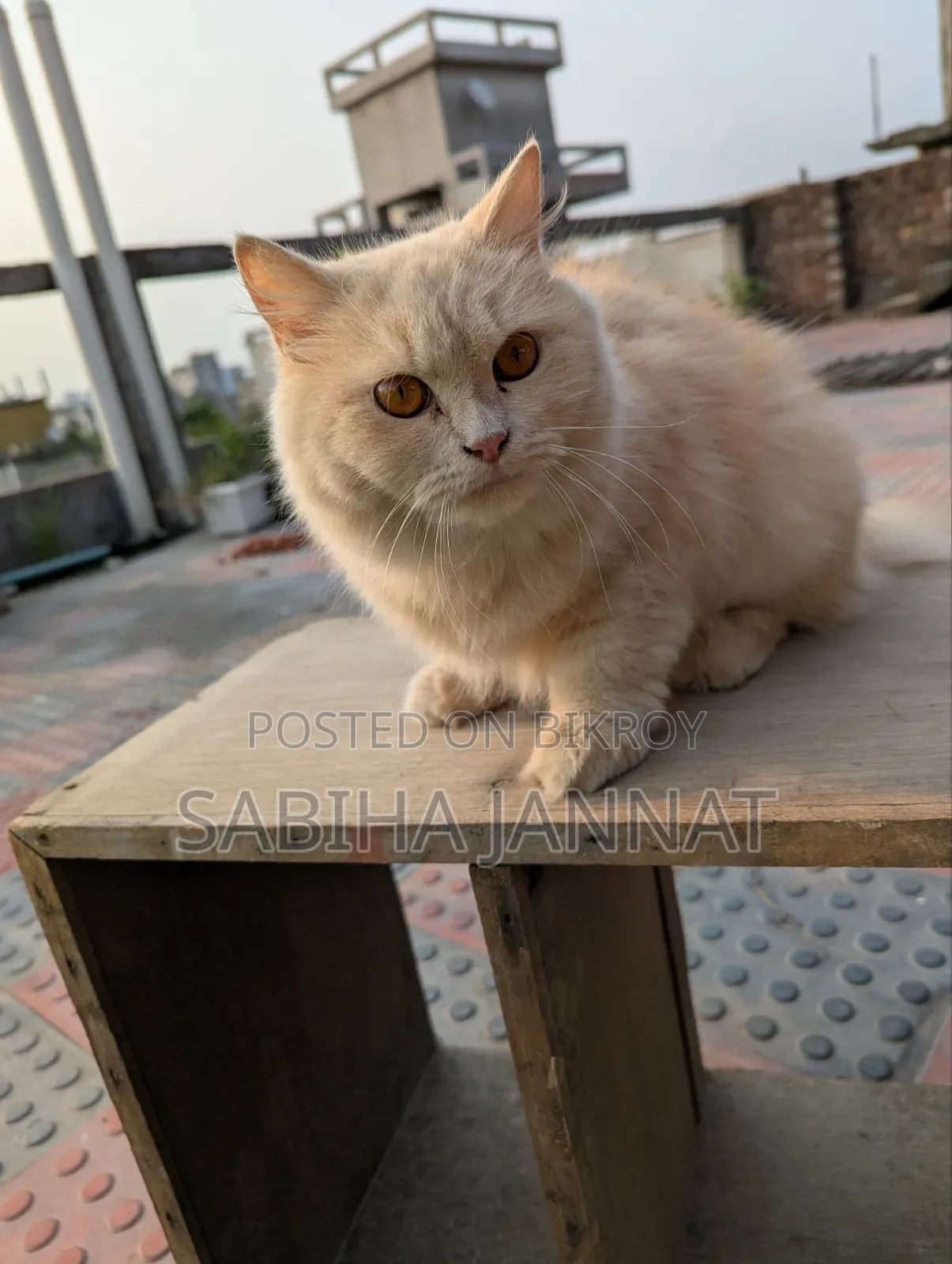 6-12 months Female Purebred Persian