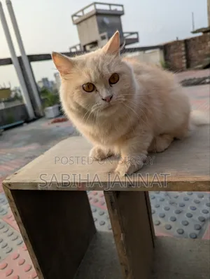 6-12 months Female Purebred Persian