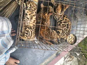 1+ Year Male Purebred Bengal