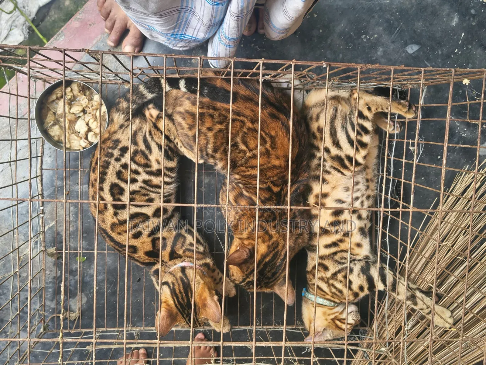 1+ Year Male Purebred Bengal