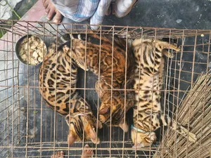 1+ Year Male Purebred Bengal