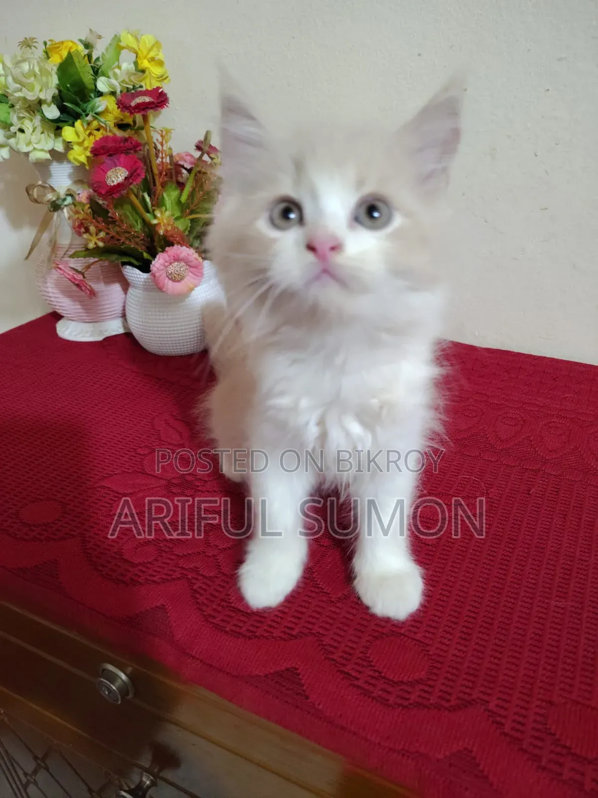 1-3 months Male Purebred Persian