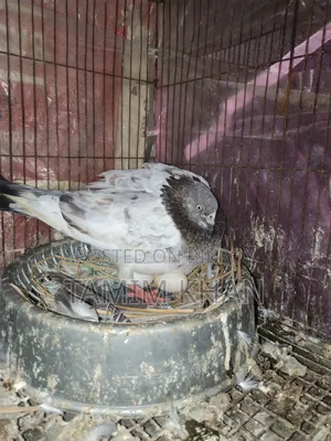 Some pigeons will be sold