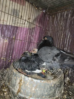 Some pigeons will be sold