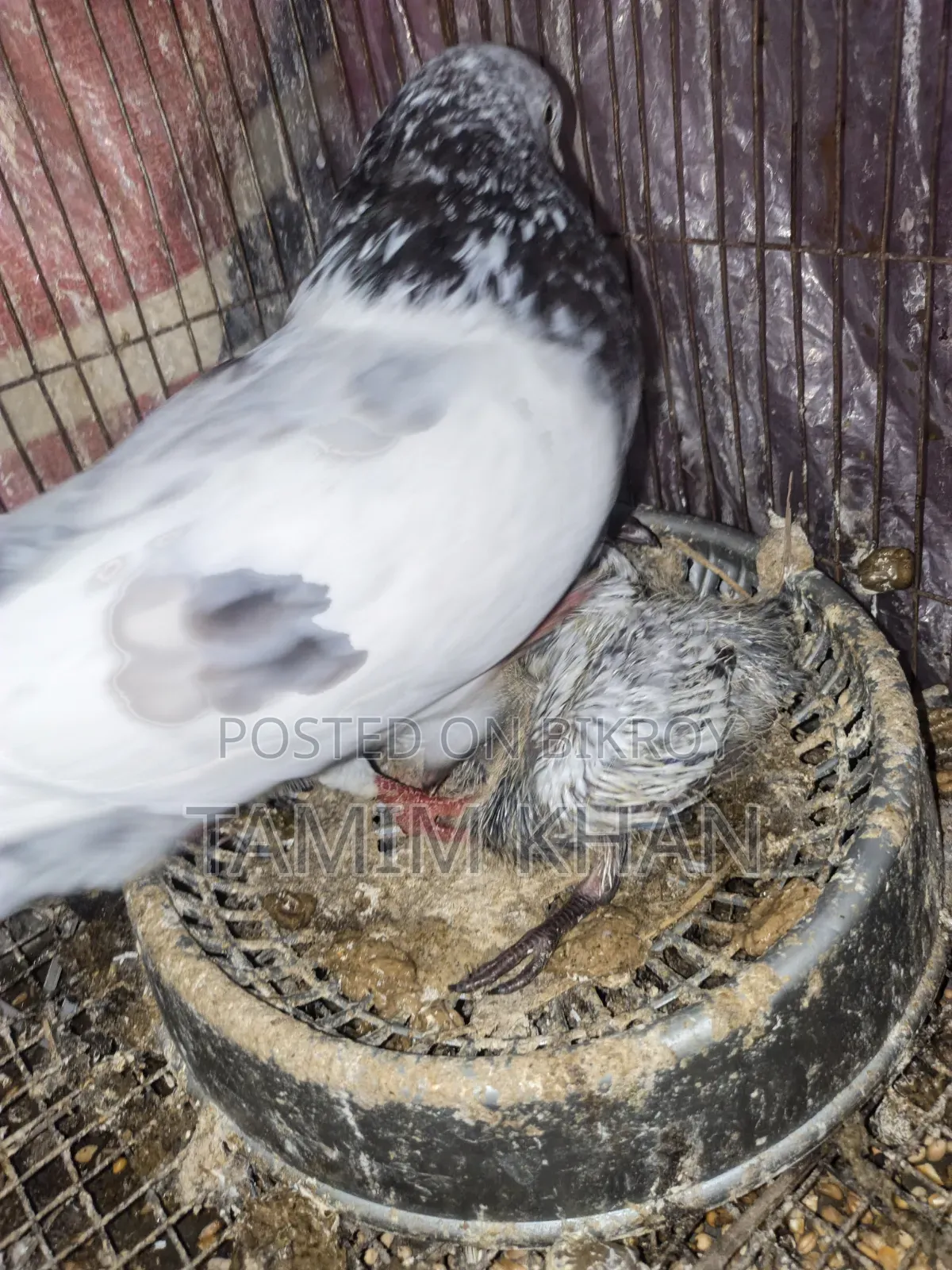 Some pigeons will be sold
