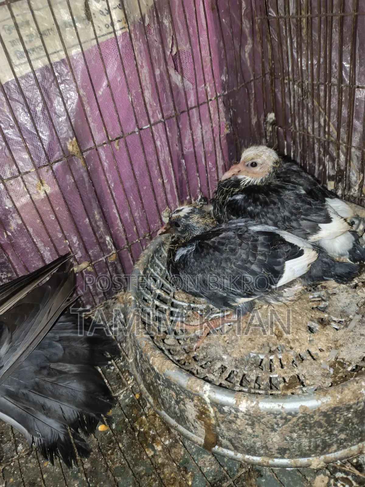 Some pigeons will be sold