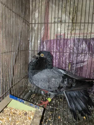 Some pigeons will be sold
