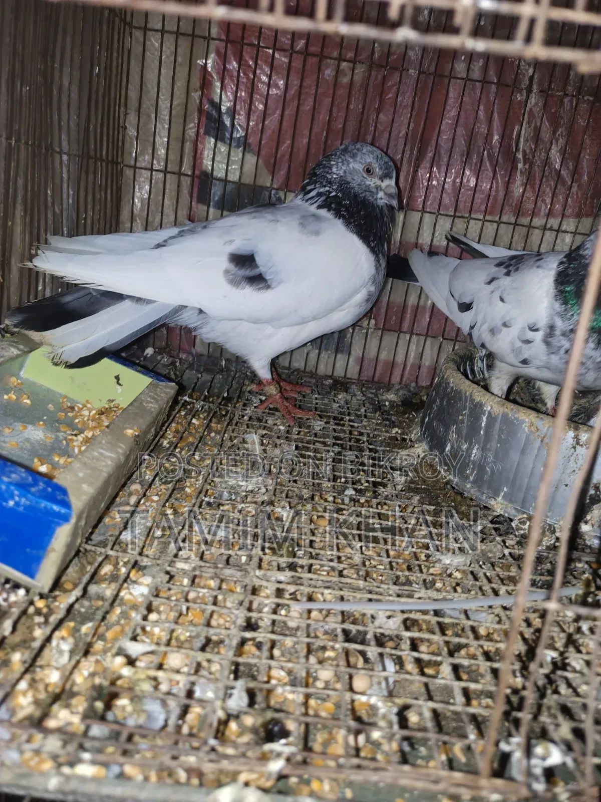 Some pigeons will be sold