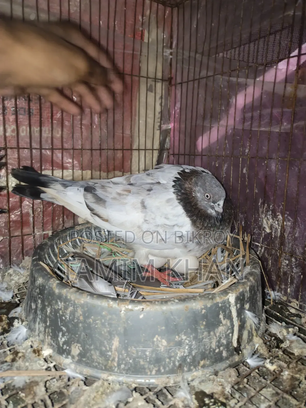 Some pigeons will be sold