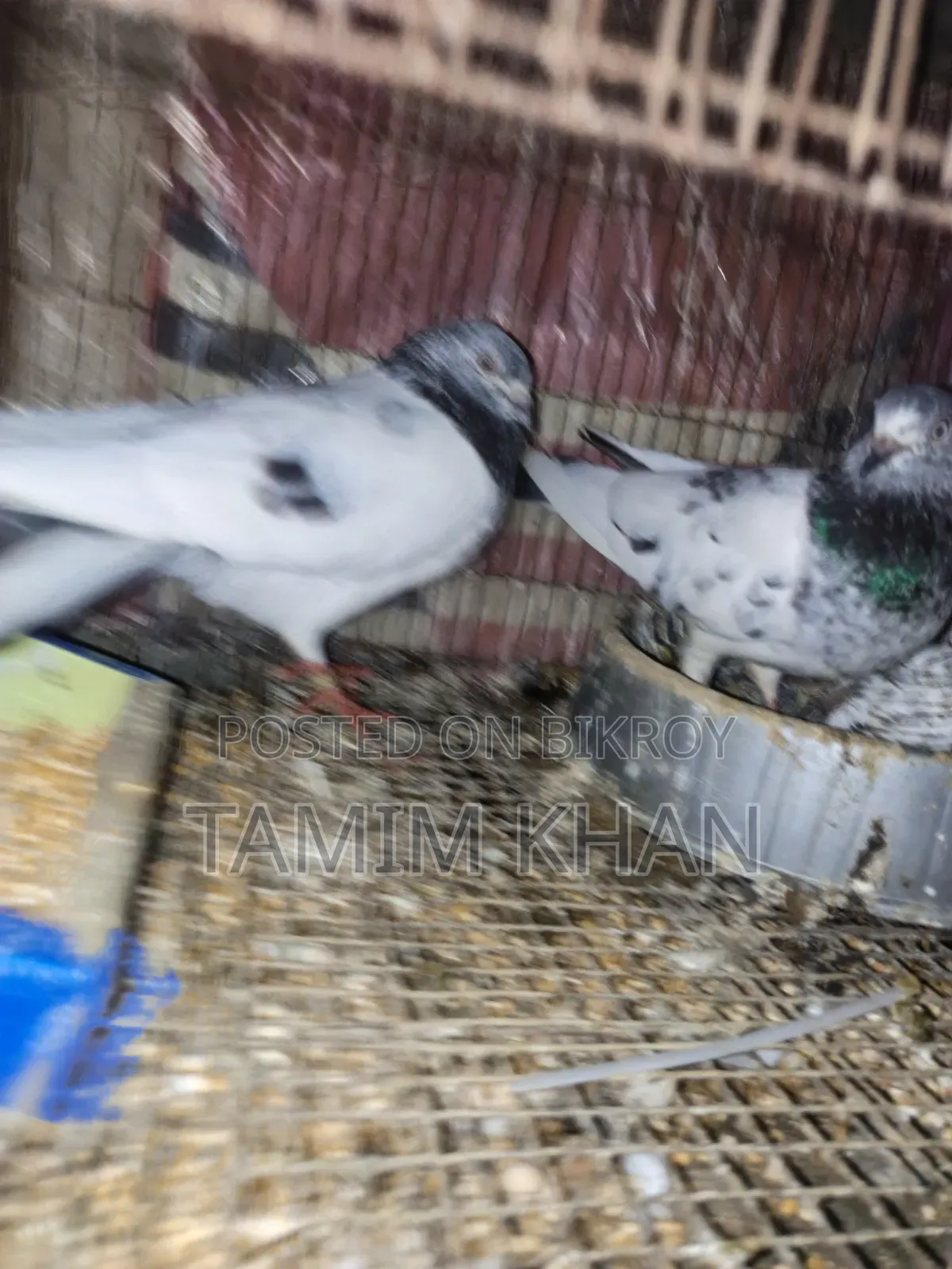 Some pigeons will be sold
